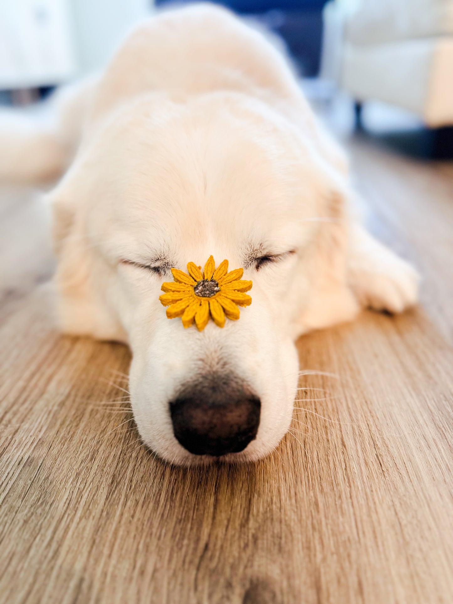 Bloom Bites